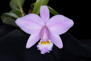 Cattleya Petitfleur Diamond Orchids HCC/AOS 77 pts.